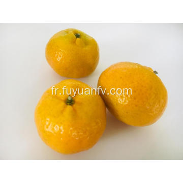 Nanfeng bébé mandarin frais de nouvelle récolte à vendre